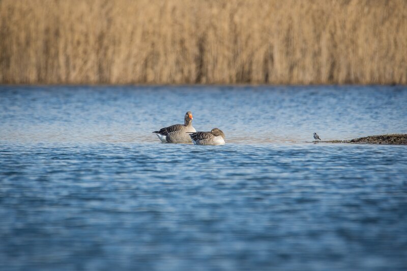 Geese on Lake