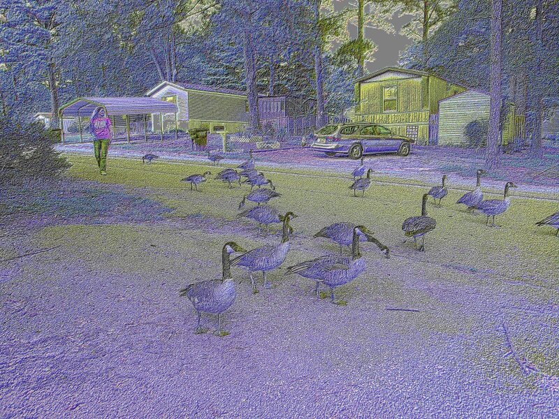 Geese on Pavement