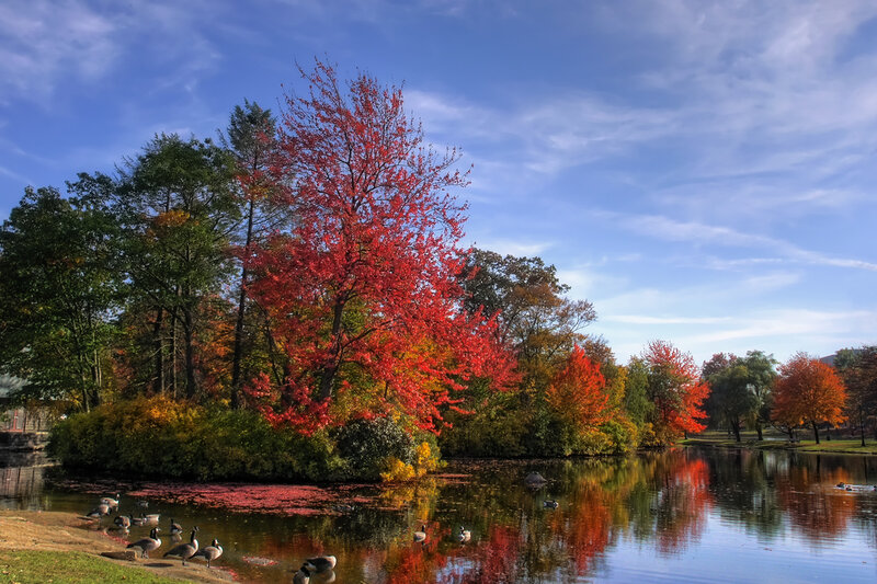 Geese on Pond in Autumn