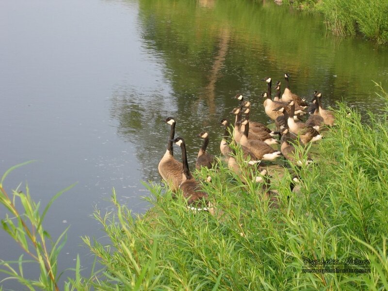 Geese on Riverbank — Green