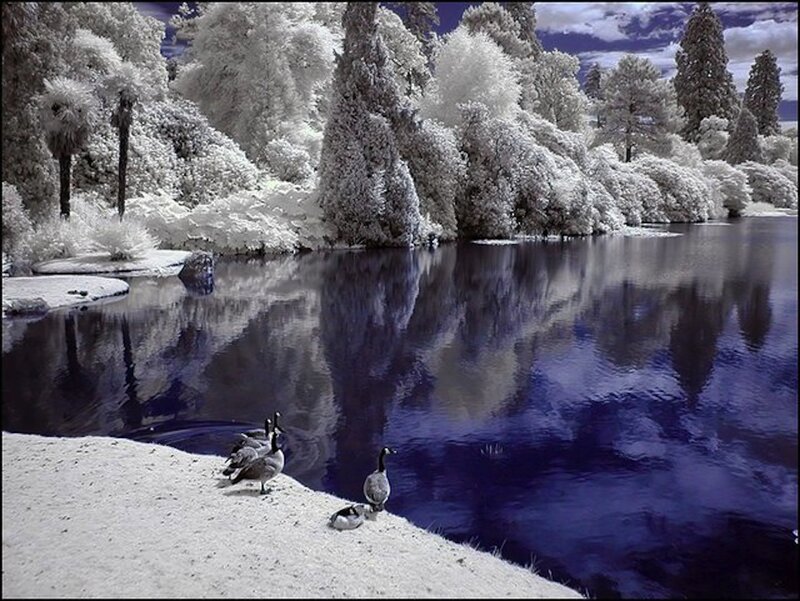 Geese on Riverbank