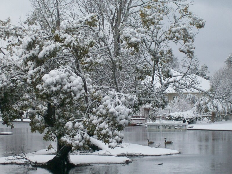 Geese on Snowy Pond