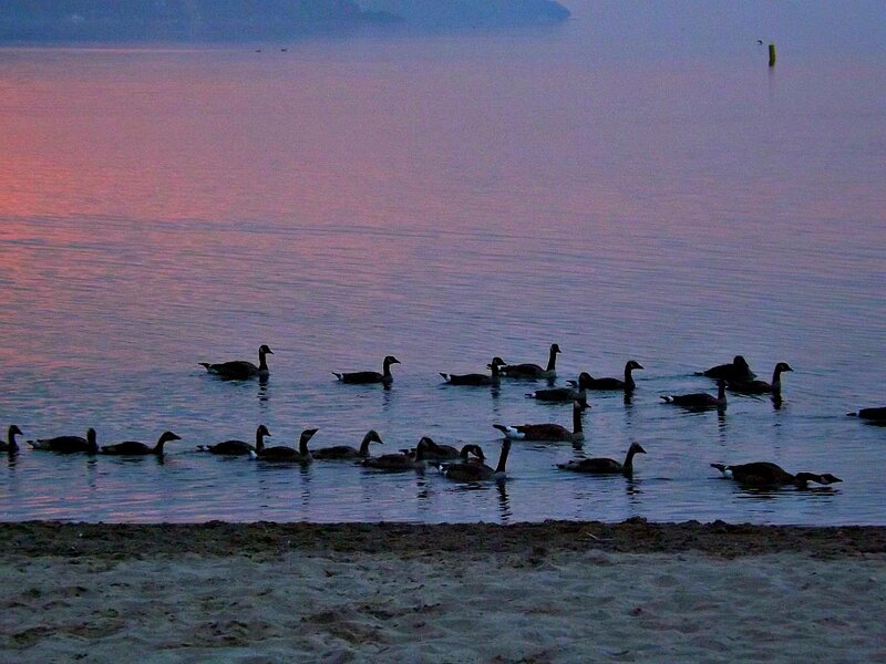 Geese on Water — Pink