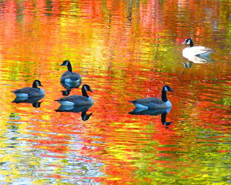 Geese on Water