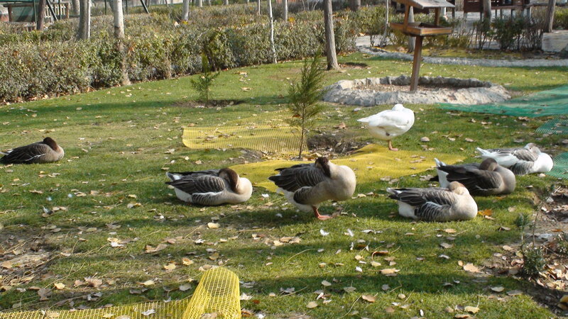 Geese resting in a park