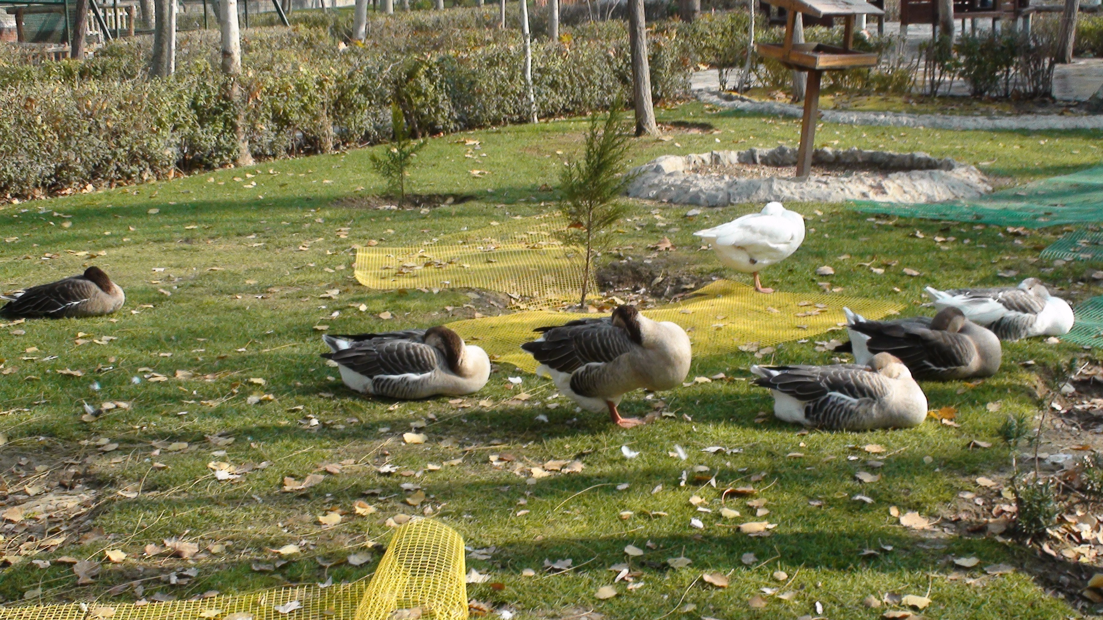 Geese resting in a park