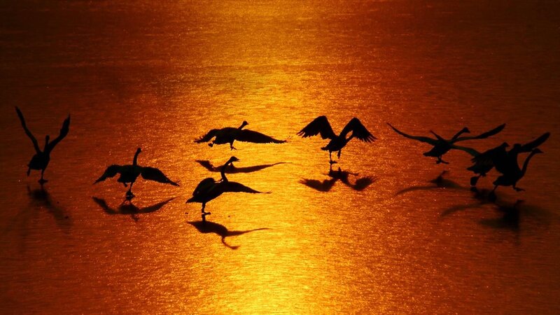 geese silhouetted at sunset