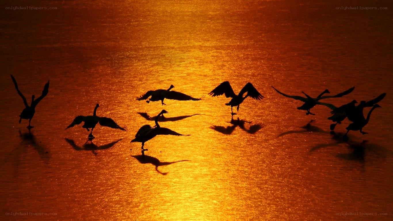 geese silhouetted at sunset