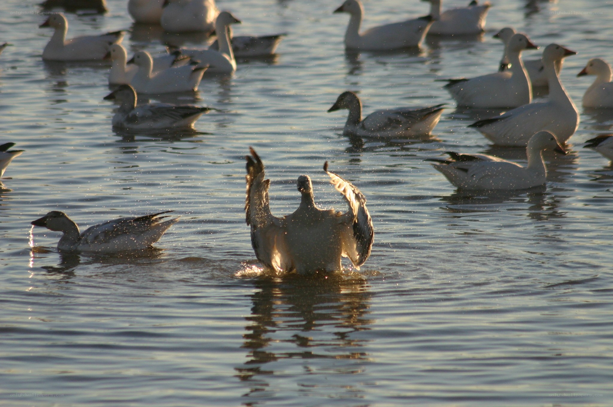 Geese splashing in water