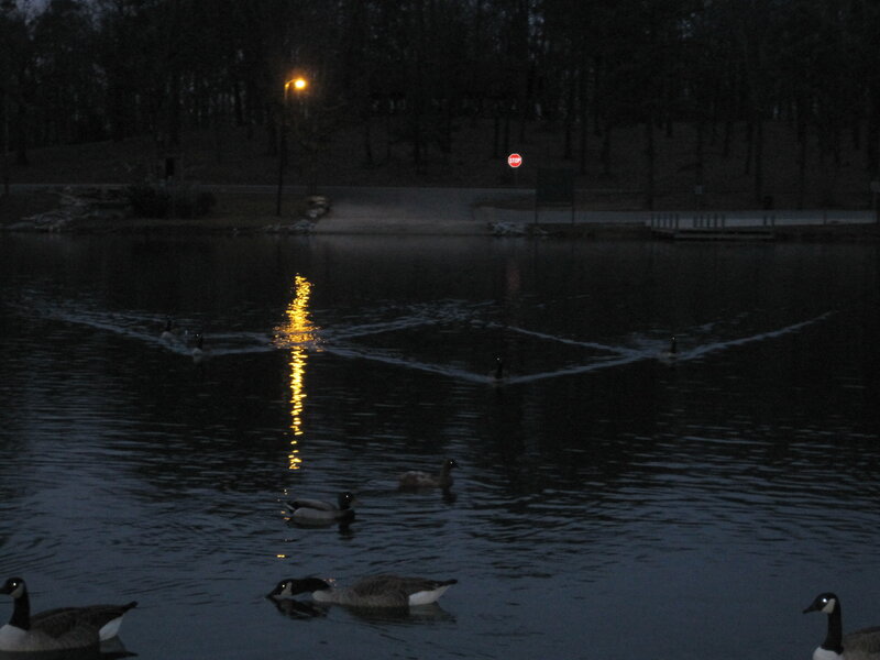 Geese swimming at dusk