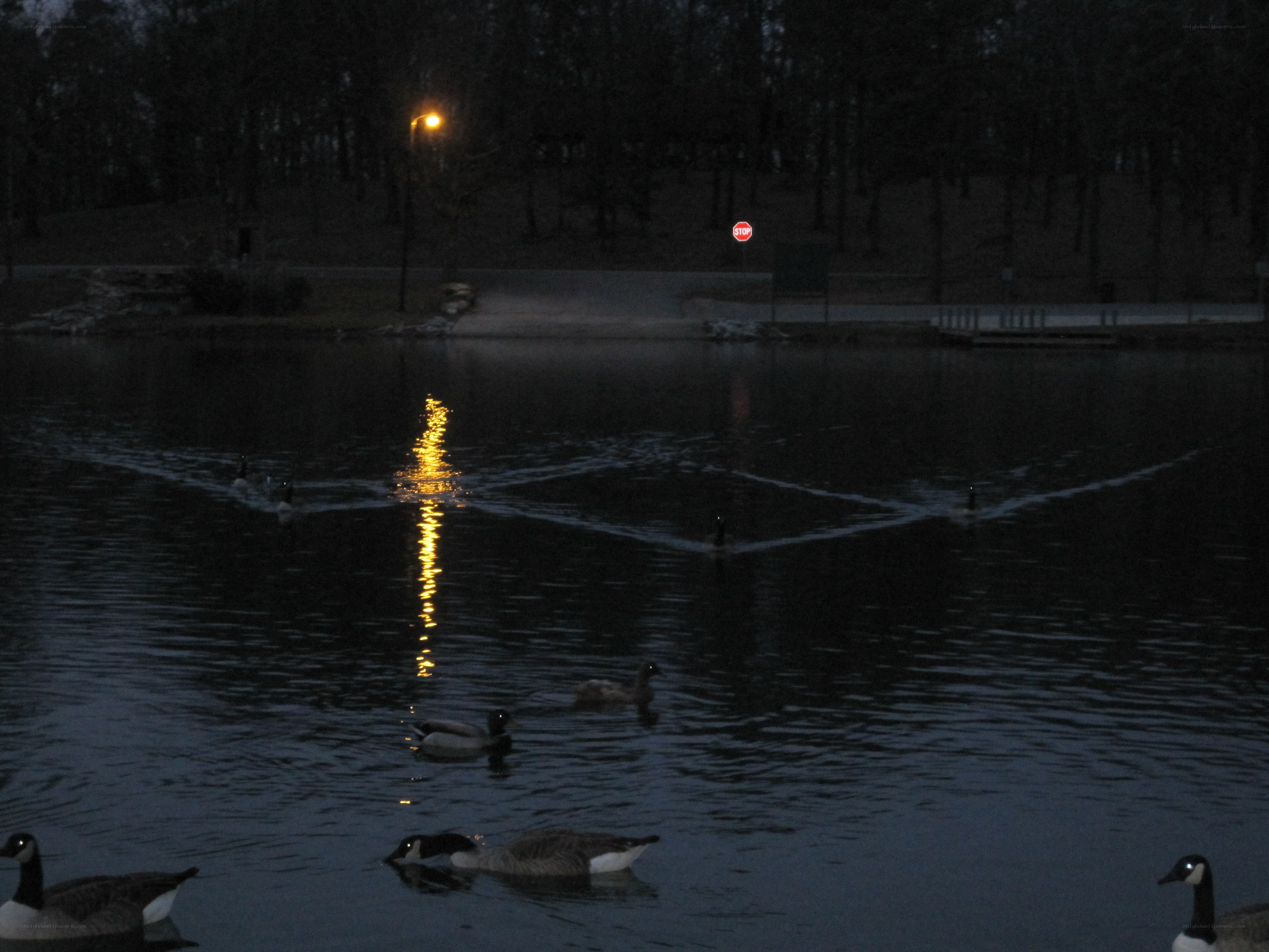 Geese swimming at dusk