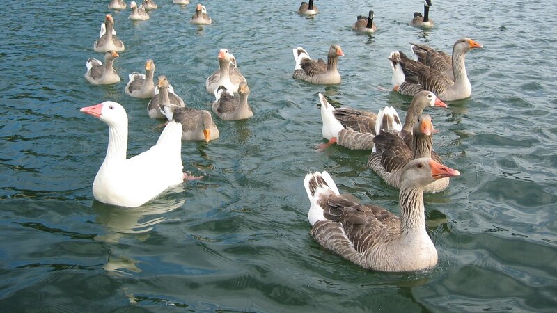 Geese swimming in a lake