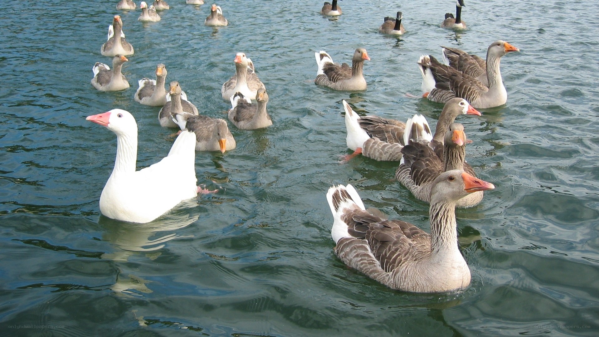 Geese swimming in a lake