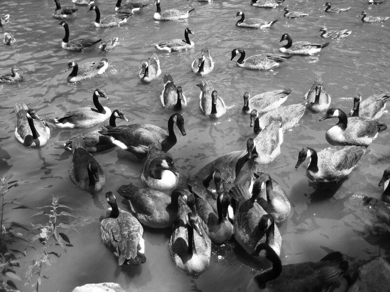 Geese swimming in a pond