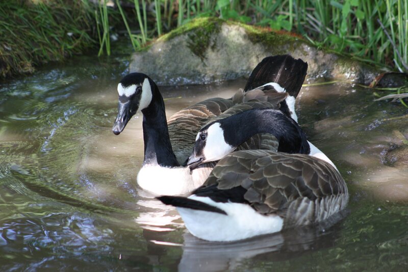 Geese swimming in a pond