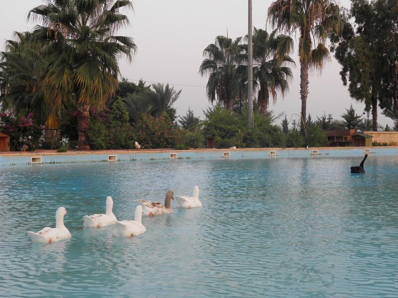 Geese swimming in a pool
