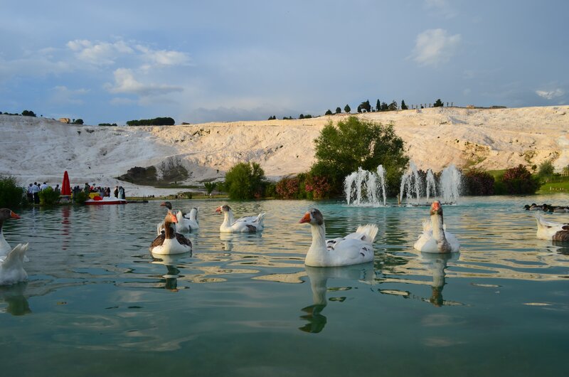 Geese Swimming in Pond — Blue
