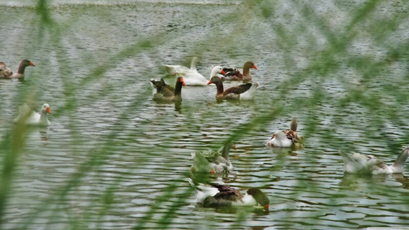 Geese Swimming in Pond — Green, Calm