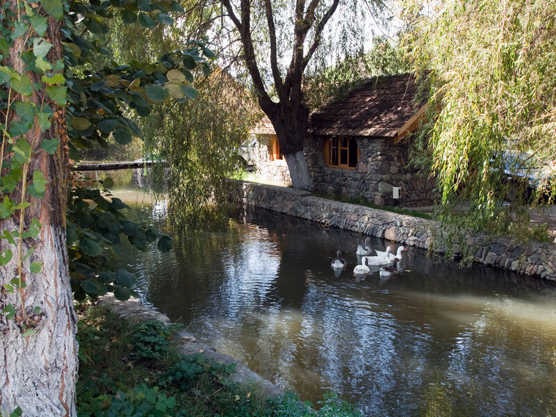 Geese Swimming in Pond — Green, Serene