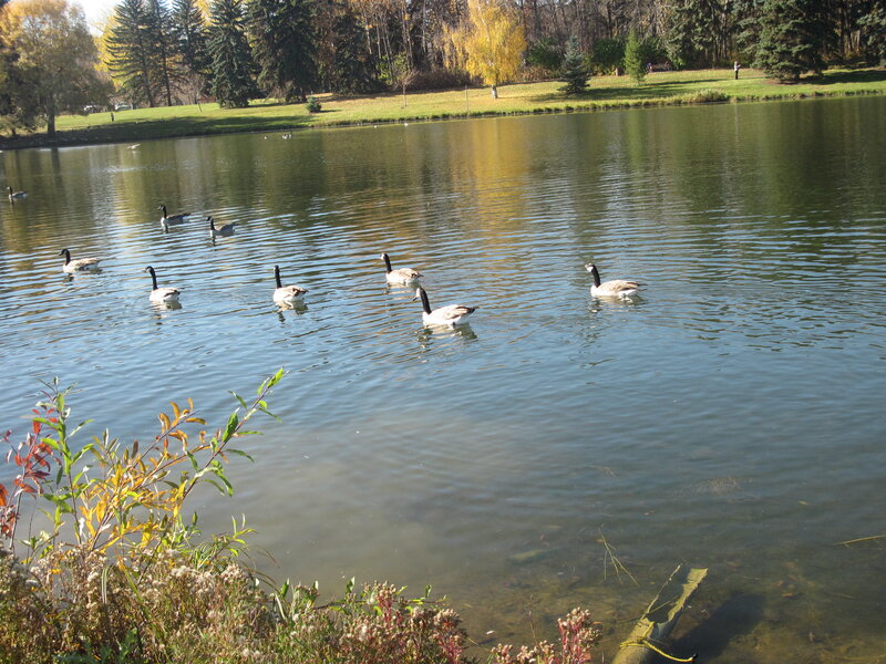 Geese Swimming in Pond — Green