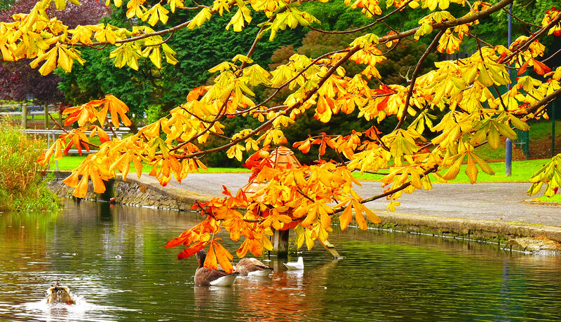 Geese Swimming in Pond — Yellow, Serene