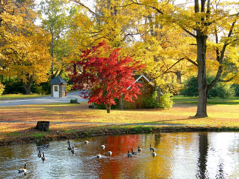 Geese Swimming in Pond — Yellow