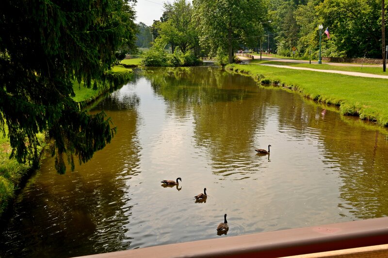 Geese Swimming in River — Green, Serene