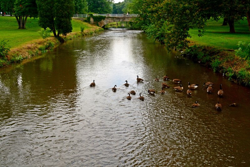 Geese Swimming in River — Green