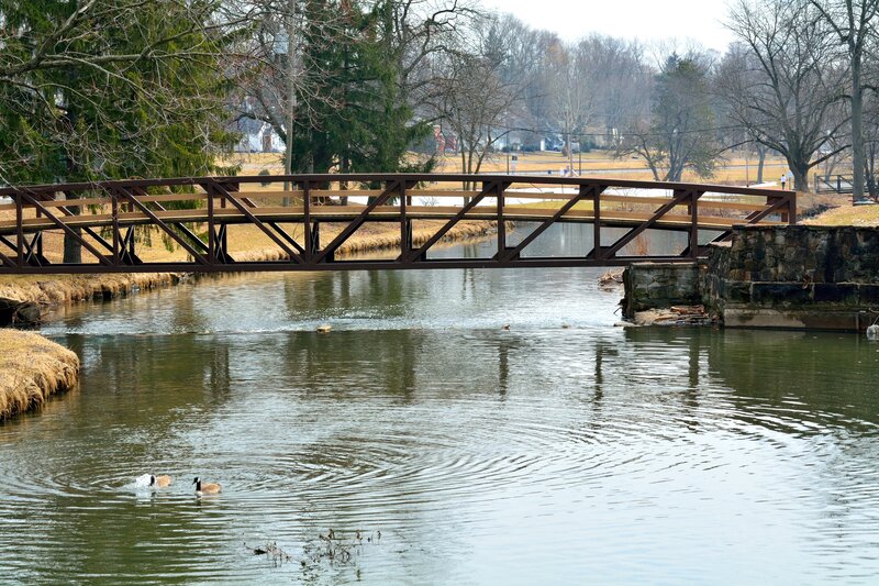 Geese Swimming in River