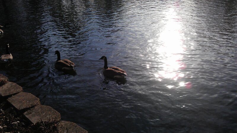 Geese Swimming in Water — Black