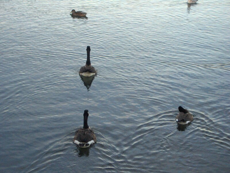 Geese Swimming in Water — Blue