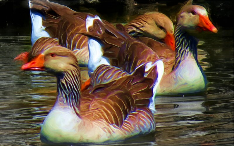 Geese Swimming in Water — Brown