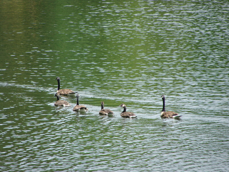 Geese Swimming in Water — Green