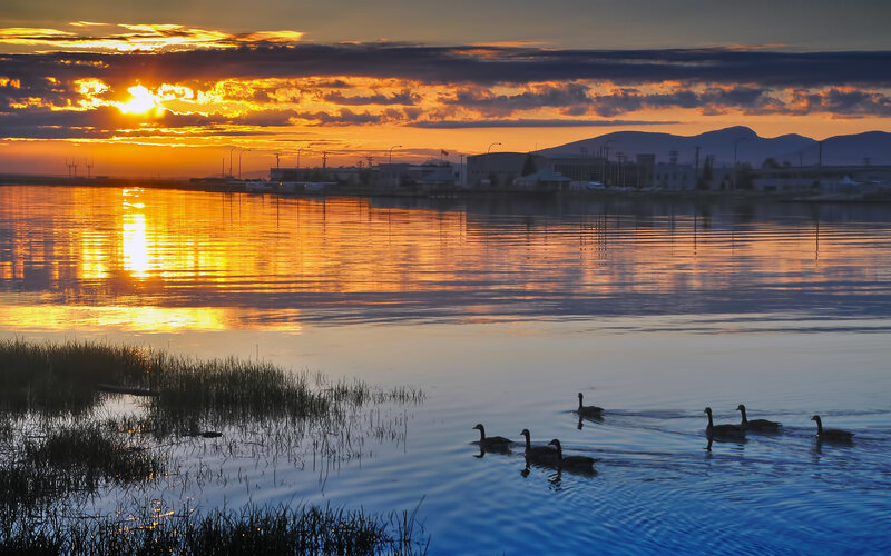 Geese Swimming in Water — Orange, Serene, Sunset