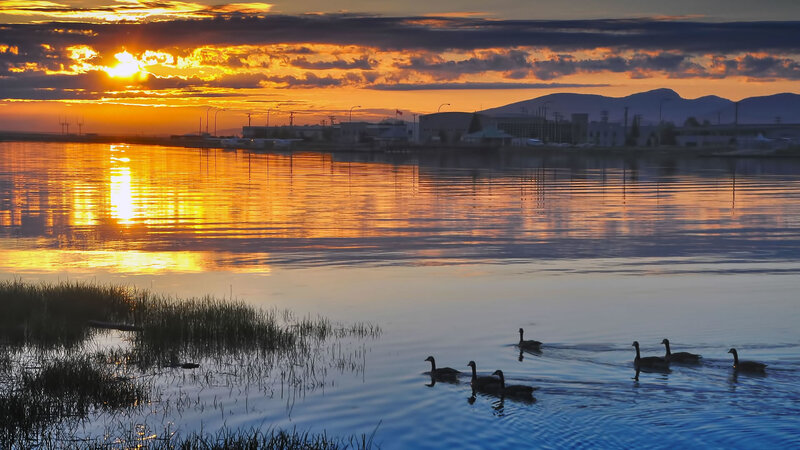 Geese Swimming in Water — Orange, Serene