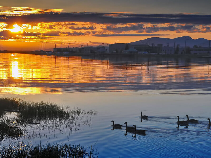 Geese Swimming in Water — Orange