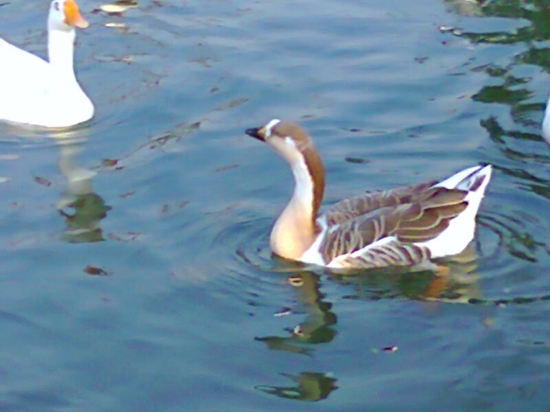 Geese Swimming in Water