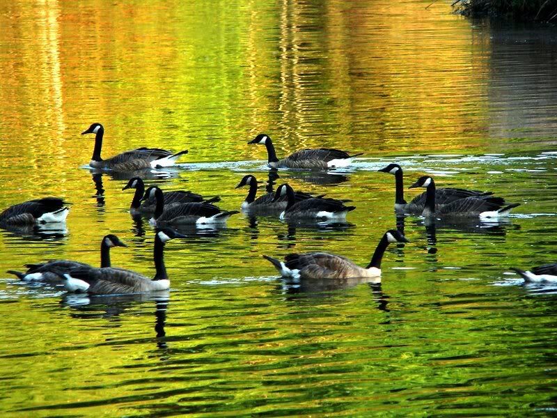 Geese Swimming in Water — Yellow