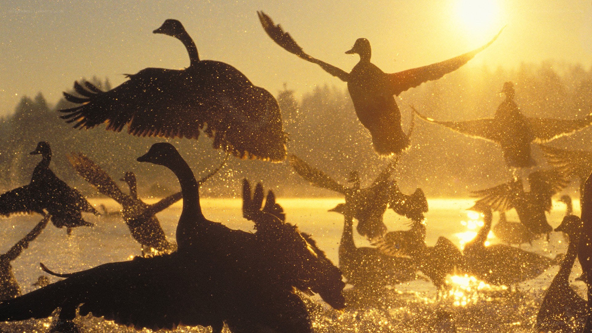 geese taking flight at sunrise