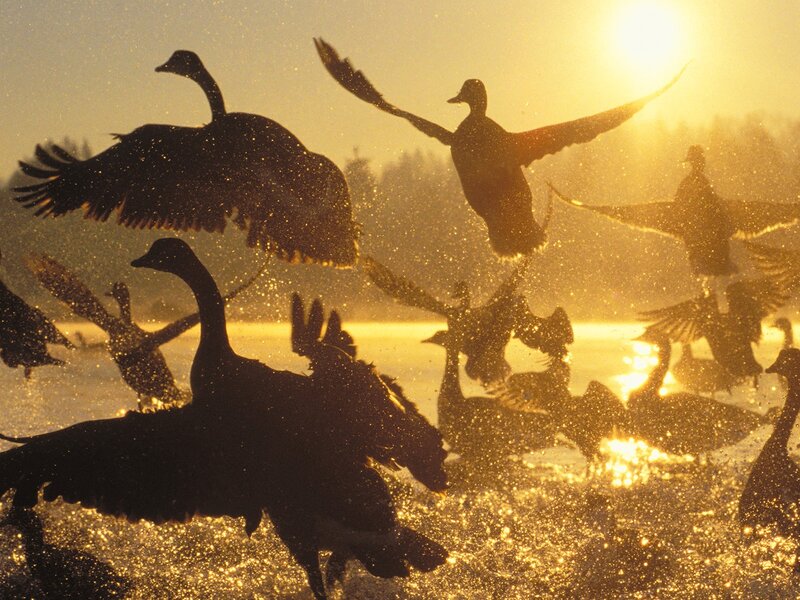 Geese taking flight at sunset