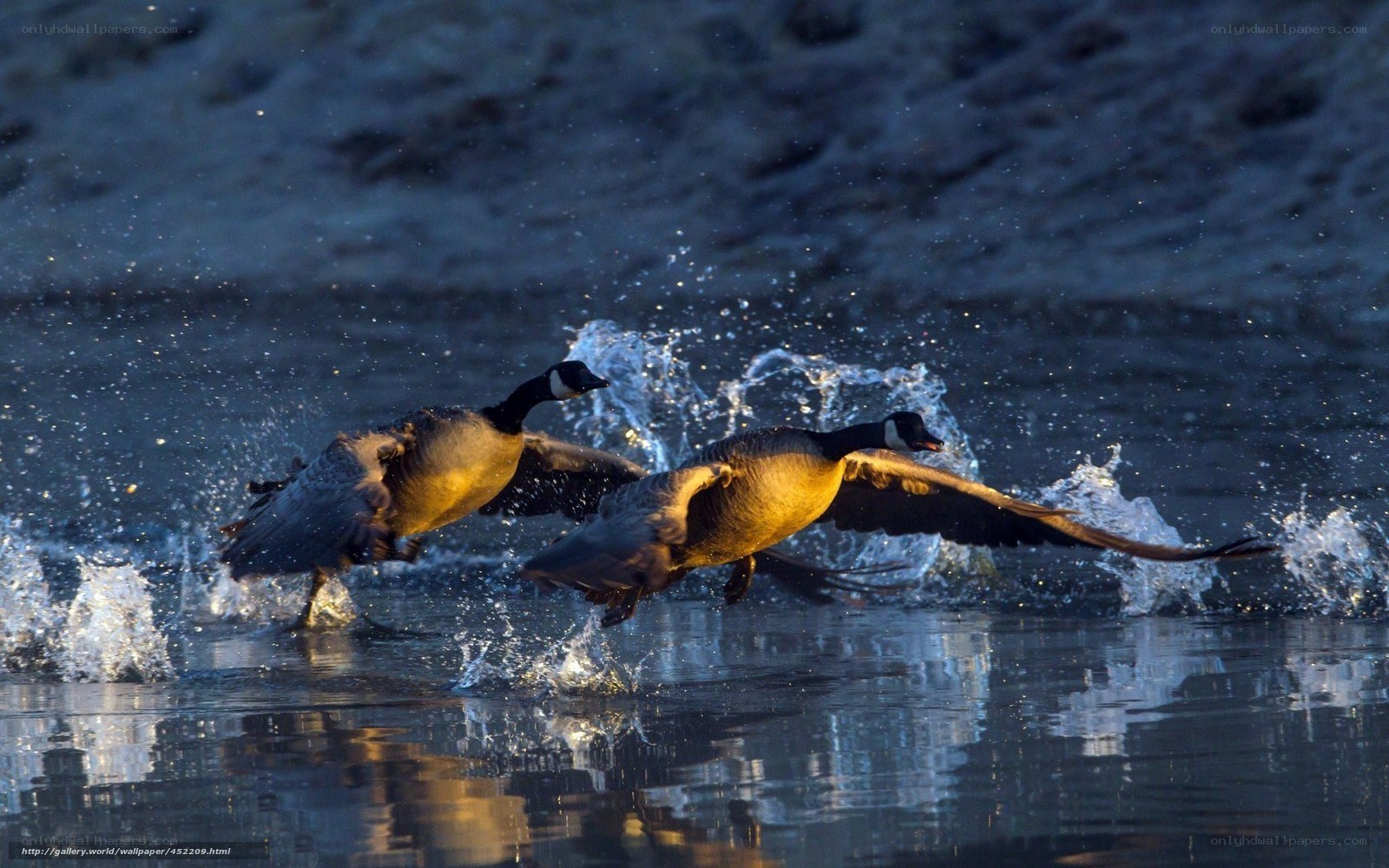 Geese taking off from water