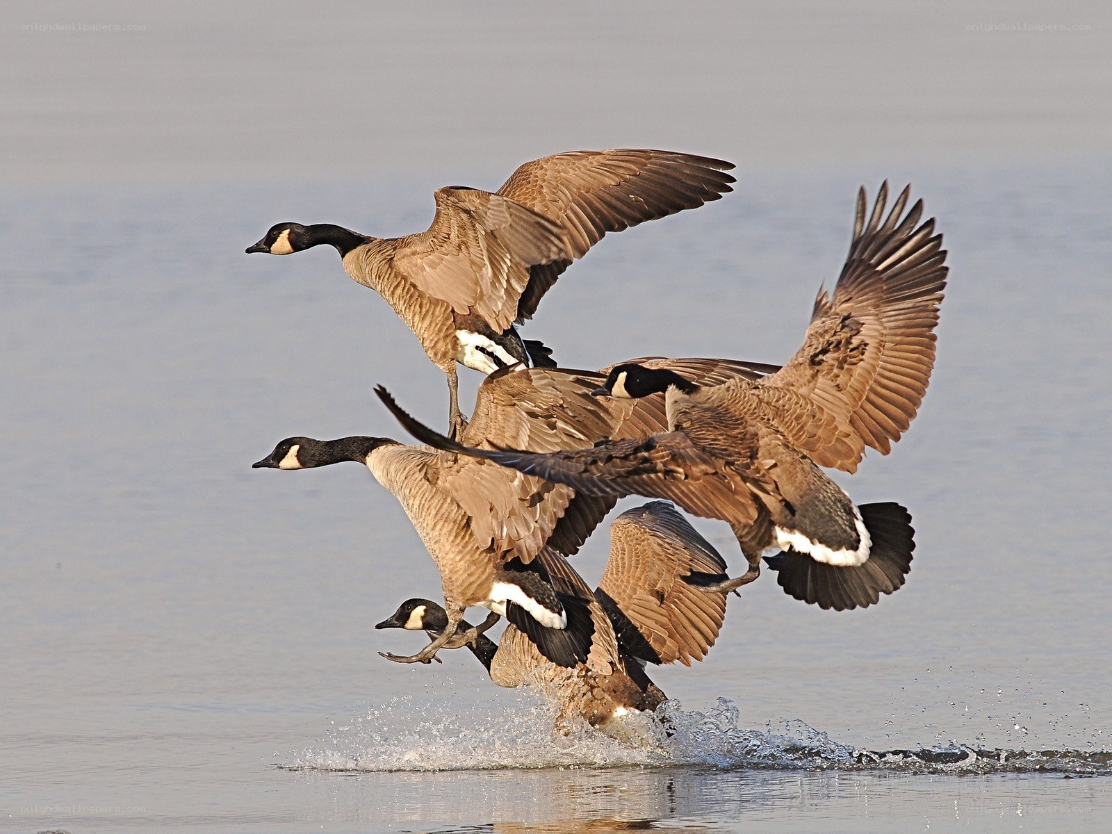 Geese taking off from water
