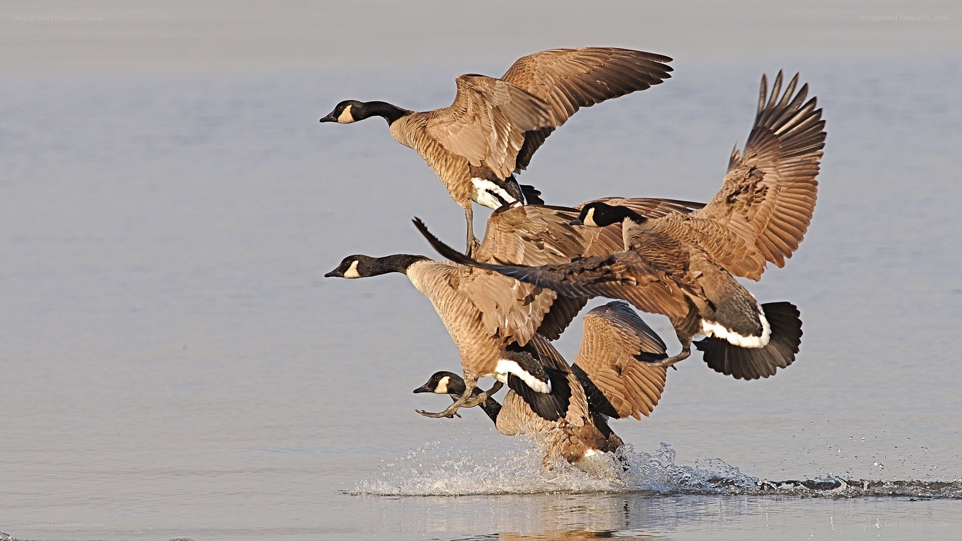 Geese taking off from water