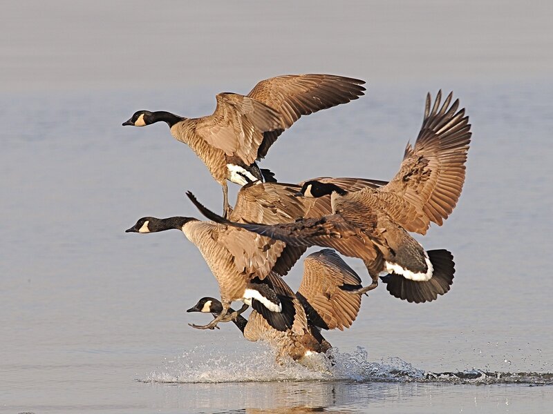 Geese Taking Off from Water — Brown, Dynamic, Morning