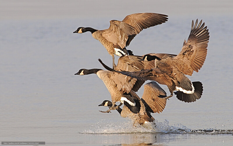 Geese Taking Off from Water — Brown, Dynamic