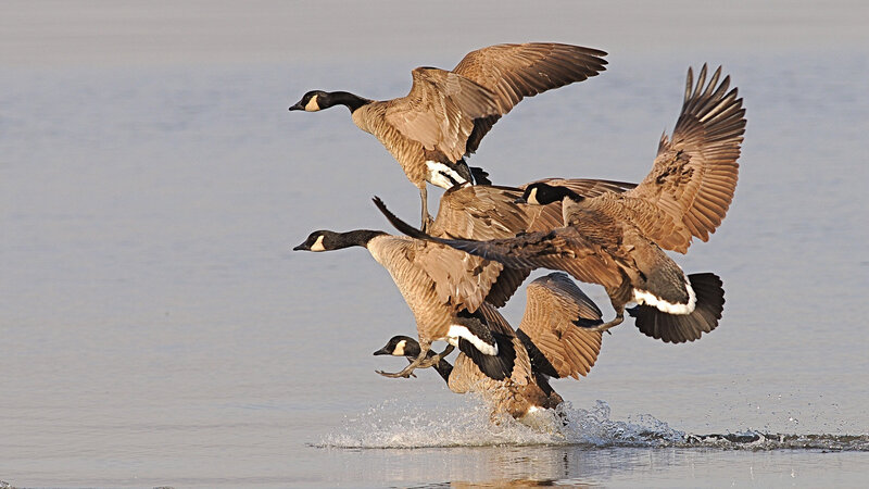 Geese Taking Off from Water — Brown