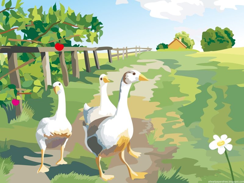 Geese walking in a field