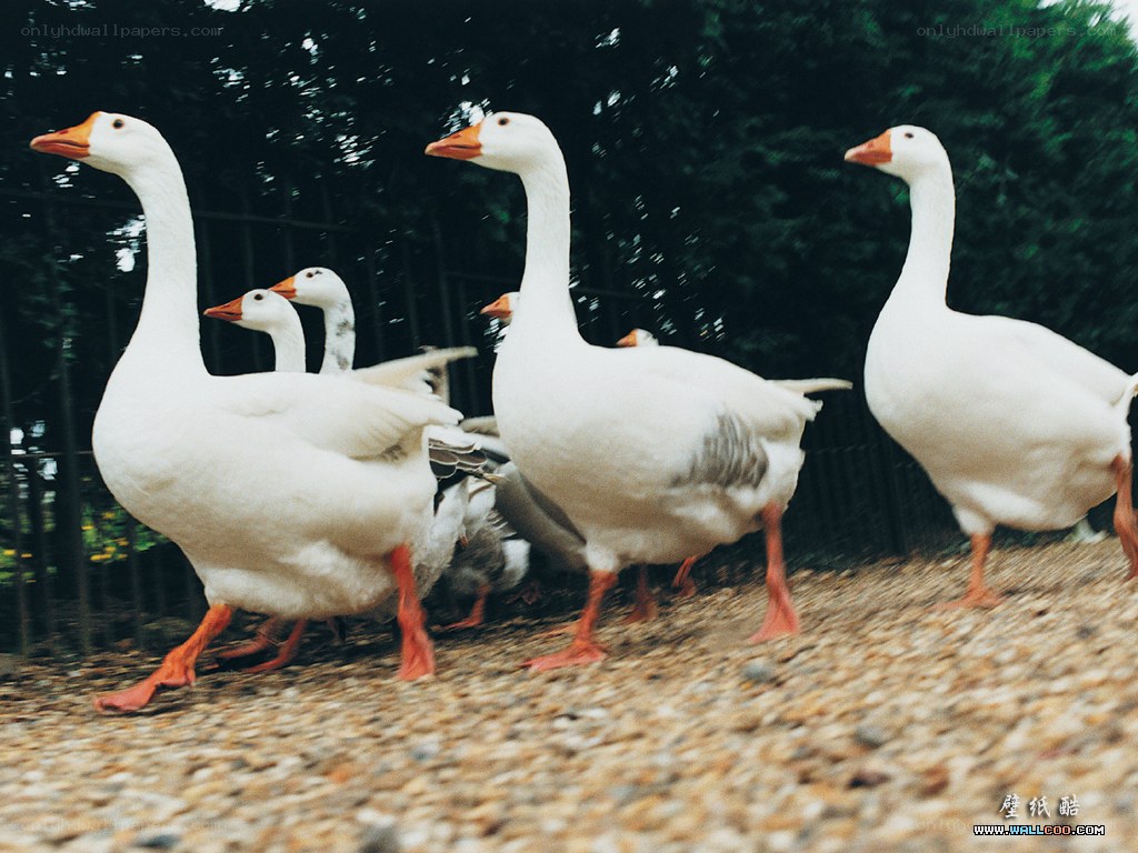 geese walking in a line