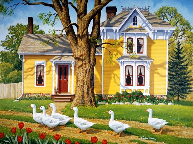 Geese Walking in Yard