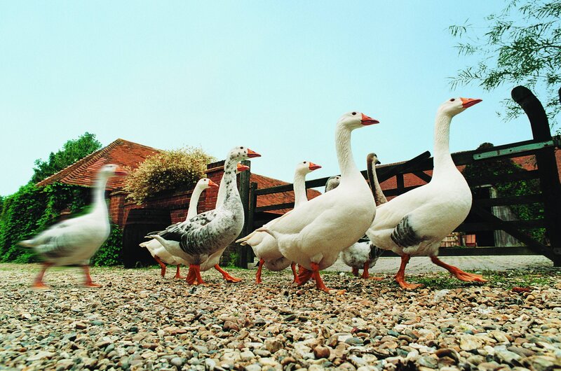 geese walking on gravel